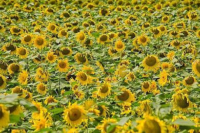 《彩虹六号：围攻》新干员预告 11月22日揭晓